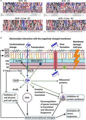 Unexplored Arsenals of Legume Peptides With Potential for Their Applications in Medicine and Agriculture